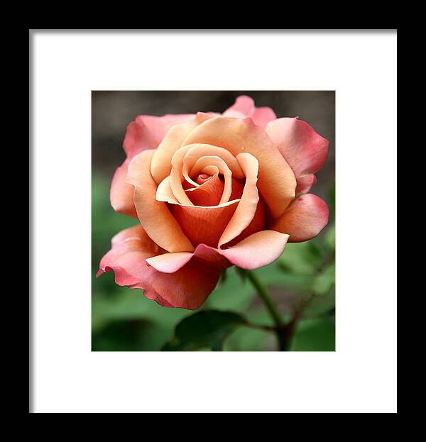 Roses Framed Print featuring the photograph Tuscan Sun by Gina Fitzhugh