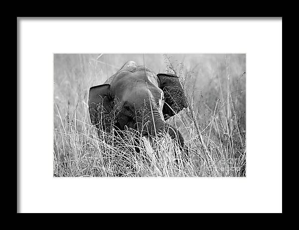 Black And White Framed Print featuring the photograph Tusker in the grass by Pravine Chester