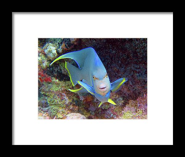 Underwater Framed Print featuring the photograph Tweety Bird by Daryl Duda