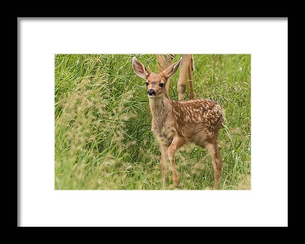 Mule Deer Fawn Framed Print featuring the photograph Twilight Fawn #3 by Mindy Musick King