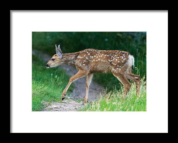 Mule Deer Fawn Framed Print featuring the photograph Twilight Fawn #4 by Mindy Musick King