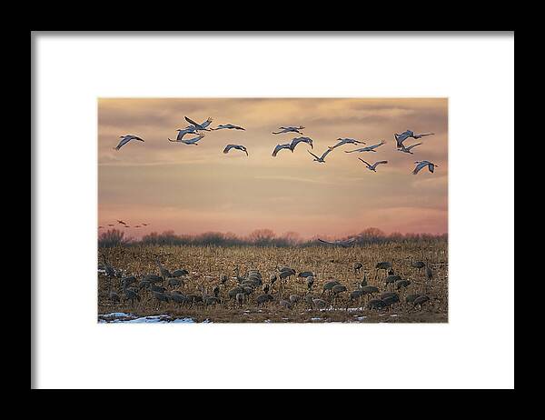 Sandhill Cranes Framed Print featuring the photograph Twilight Feeding by Susan Rissi Tregoning