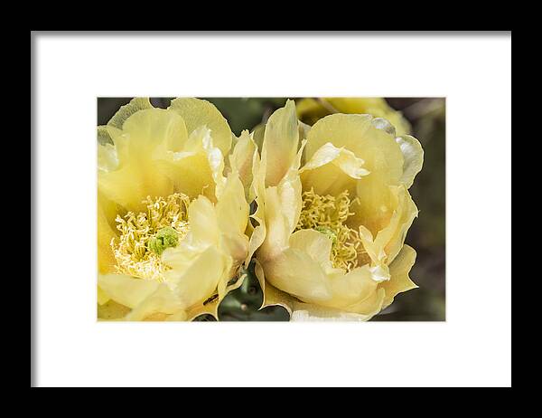 Prickly Pear Framed Print featuring the photograph Twin Blossoms by Laura Pratt