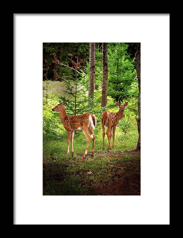 Whitetail Deer Framed Print featuring the photograph Twin Fawns Print by Gwen Gibson