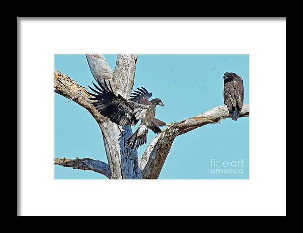  Framed Print featuring the photograph Twin joining sibling on the tree by Liz Grindstaff