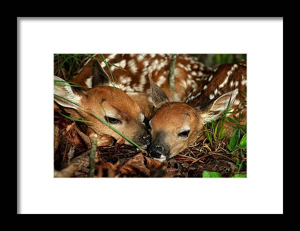 Whitetail Deer Framed Print featuring the photograph Twin Newborn Fawns by Michael Dougherty