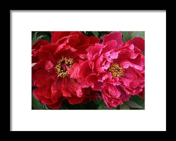 Flora Framed Print featuring the photograph Twin Peonies by Bruce Bley