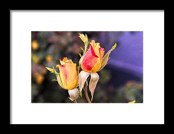 Flowers Framed Print featuring the photograph Twin Roses of Love by Bruce Bottomley