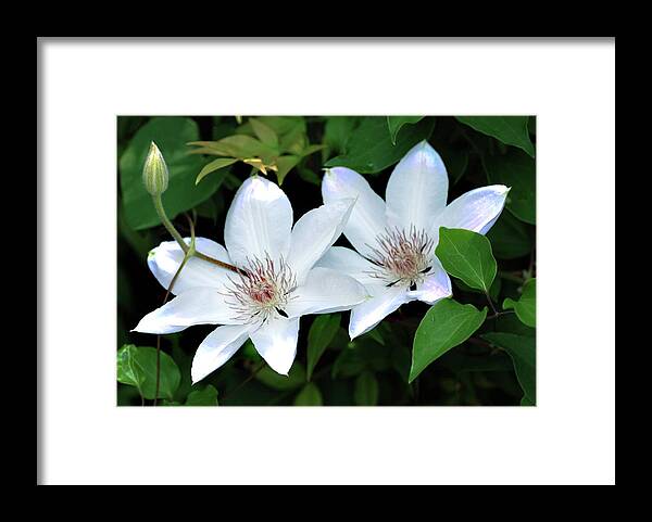 Flowers Framed Print featuring the photograph Twins by Don Wright