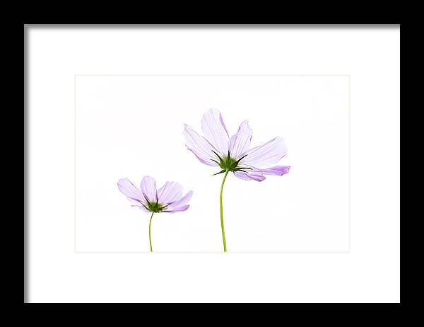 Pink Cosmos Flowers Framed Print featuring the photograph Twins by Marina Kojukhova