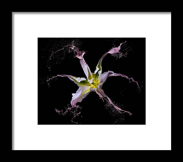 Tulip Framed Print featuring the photograph Twirling Tulip by Lori Hutchison