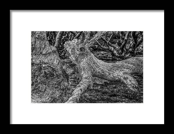 Alpine National Park Framed Print featuring the photograph Twisted by Mark Lucey