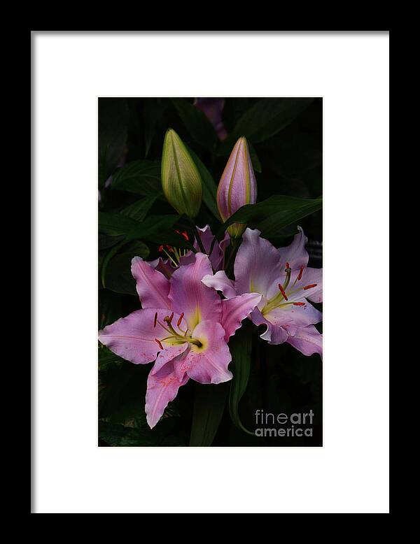 Flowers Framed Print featuring the photograph Two and Two by Cindy Manero