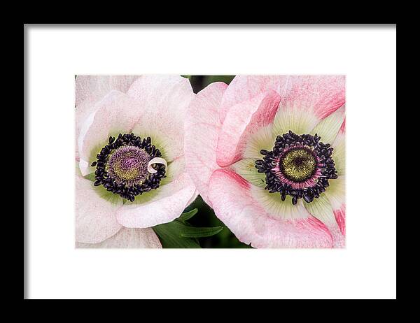 Flowers Framed Print featuring the photograph Two Anemones by Don Johnson