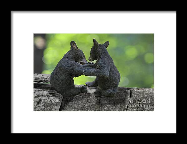 Two Black Bear Cubs Framed Print featuring the photograph Two black bears cubs wrestling on rocks by Dan Friend