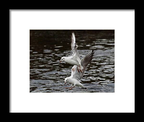 Birds Framed Print featuring the photograph Two Black Headed Gulls by Jeff Townsend