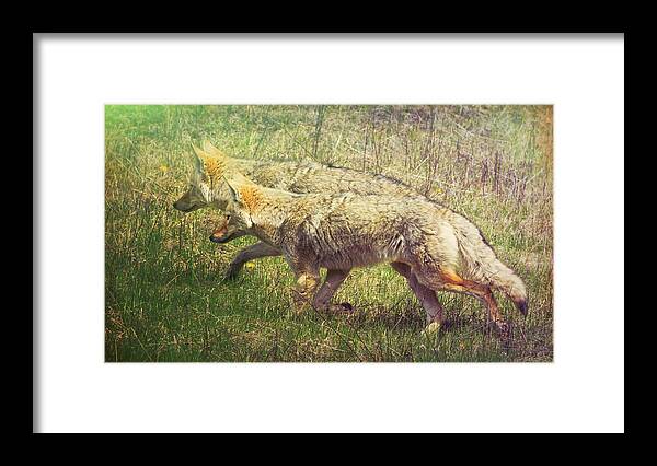 Animal Framed Print featuring the photograph Two Coyotes by Natalie Rotman Cote