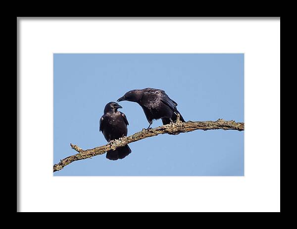 Terry D Photography Framed Print featuring the photograph Two Crows on a Branch by Terry DeLuco