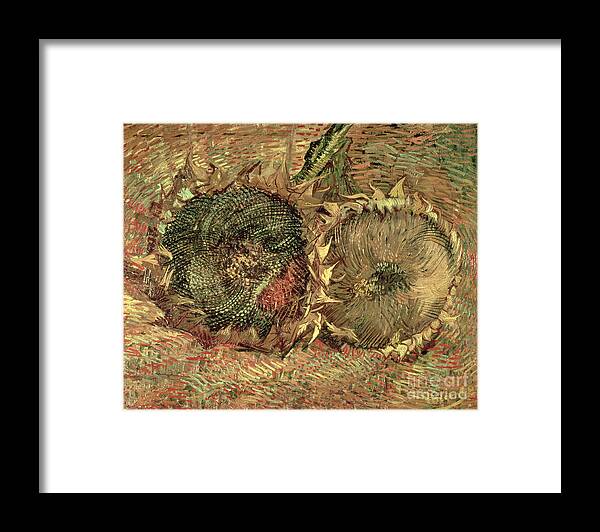 Two Cut Sunflowers Framed Print featuring the painting Two Cut Sunflowers, 1887 by Vincent Van Gogh
