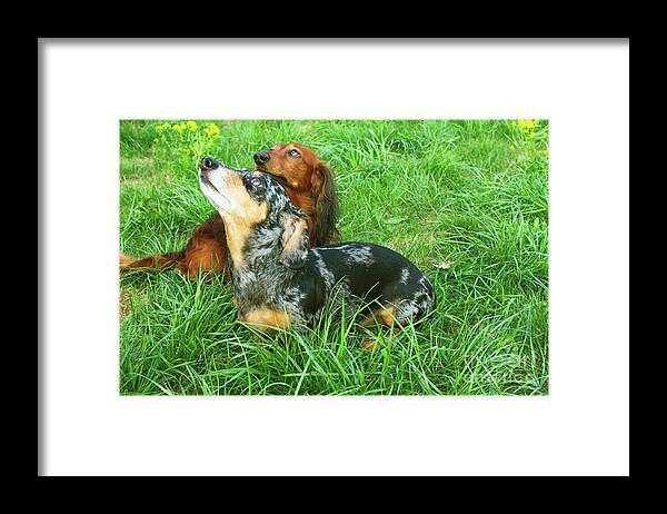 Animal Framed Print featuring the photograph Two dachshunds by Irina Afonskaya