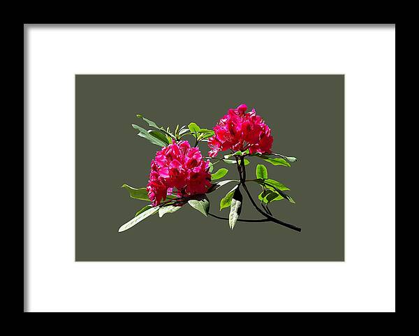Rhododentron Framed Print featuring the photograph Two Dark Red Rhododendrons by Susan Savad