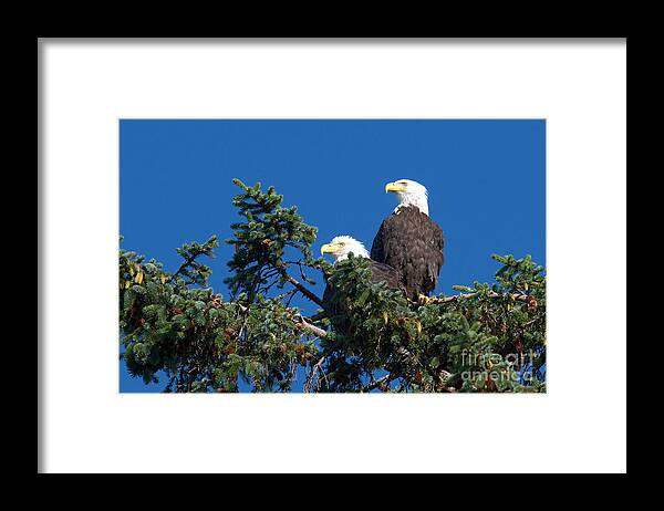 Bald Eagles Framed Print featuring the photograph Two Eagles by Sharon Talson