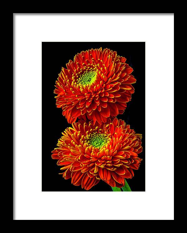 Fancy Framed Print featuring the photograph Two Fancy Orange Green Gerbera Daisies by Garry Gay