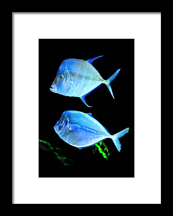 Fish Framed Print featuring the photograph Two Fish Blue Fish by Diana Angstadt