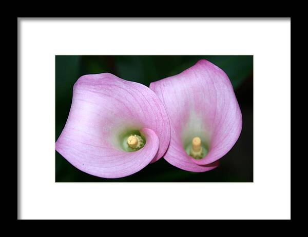 Flowers Framed Print featuring the photograph Two For You by Kevin Dunham