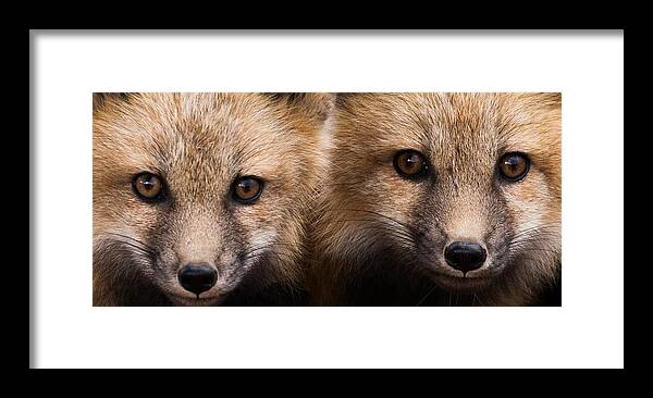 Red Fox Framed Print featuring the photograph Two Fox Kits by Mindy Musick King