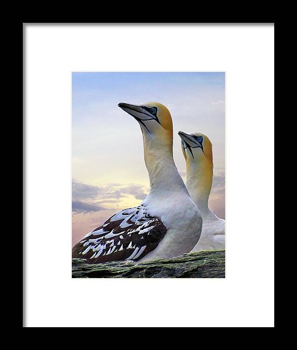 Gannets Framed Print featuring the photograph Two Gannets by Lynn Bolt