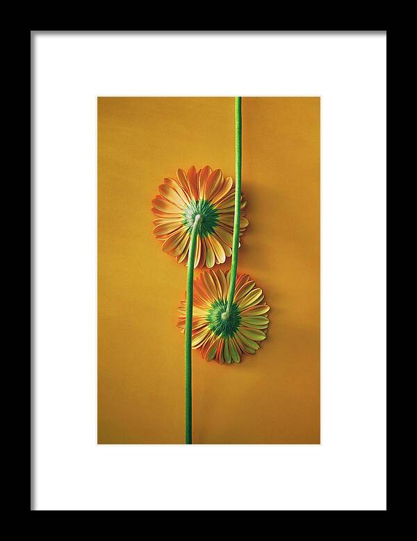 Back Side Framed Print featuring the photograph Two Gerbera Back by Carlos Caetano