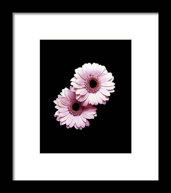 Flower Framed Print featuring the photograph Two Gerberas On Black by Johanna Hurmerinta