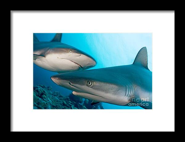 Amblyrhnchos Framed Print featuring the photograph Two Gray Reef Sharks by Dave Fleetham - Printscapes