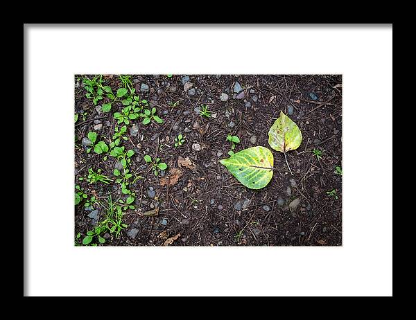 Scenics Framed Print featuring the photograph Two Leaves and Seedlings by Mary Lee Dereske