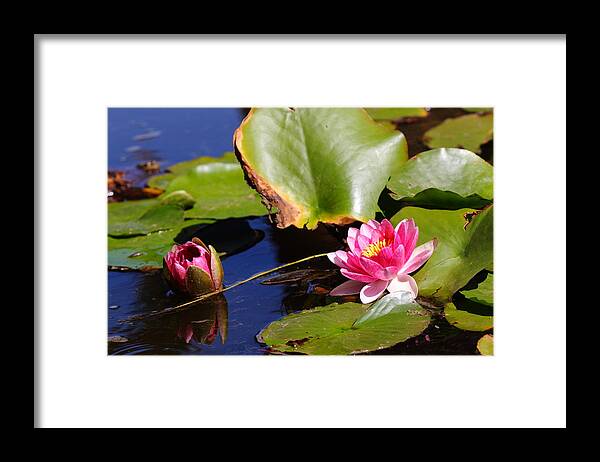Lilies Framed Print featuring the photograph Two Lilies by Richard Patmore