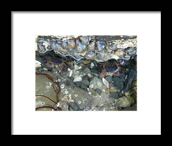 Crabs Framed Print featuring the photograph Two Little Crabs by Gallery Of Hope 