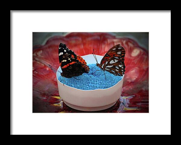 Butterfly Framed Print featuring the photograph Two Lovely Butterflies by Cynthia Guinn