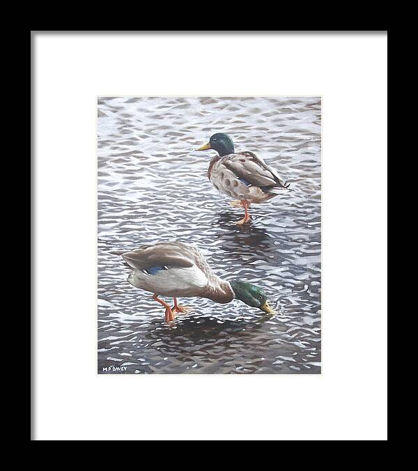 Mallard Framed Print featuring the painting Two Mallard Ducks Standing In Water by Martin Davey