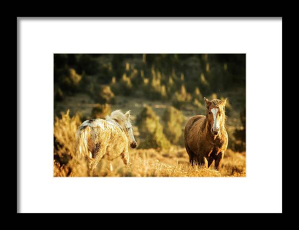 Wild Horses Framed Print featuring the photograph Two Mustangs Post Playtime at the Waterhole by Belinda Greb