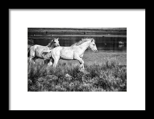 Wild Horses Framed Print featuring the photograph Two of a Kind bw by Belinda Greb