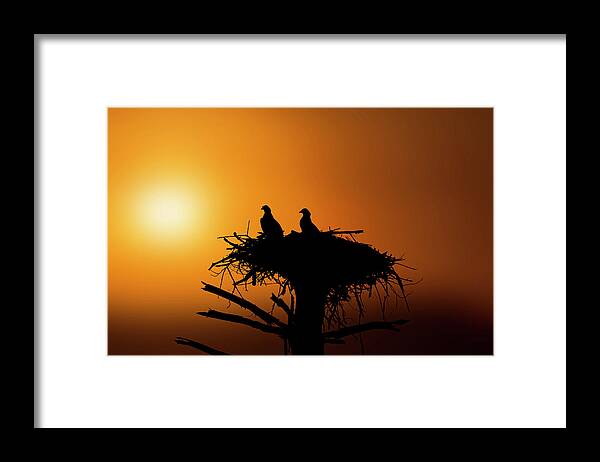 Ospreys Framed Print featuring the photograph Two osprey chicks waiting for evening snack by Dan Friend