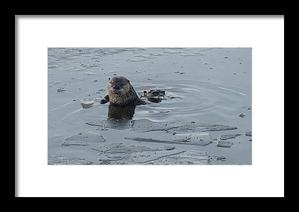 Loree Johnson Framed Print featuring the photograph Two Otters Fishing by Loree Johnson