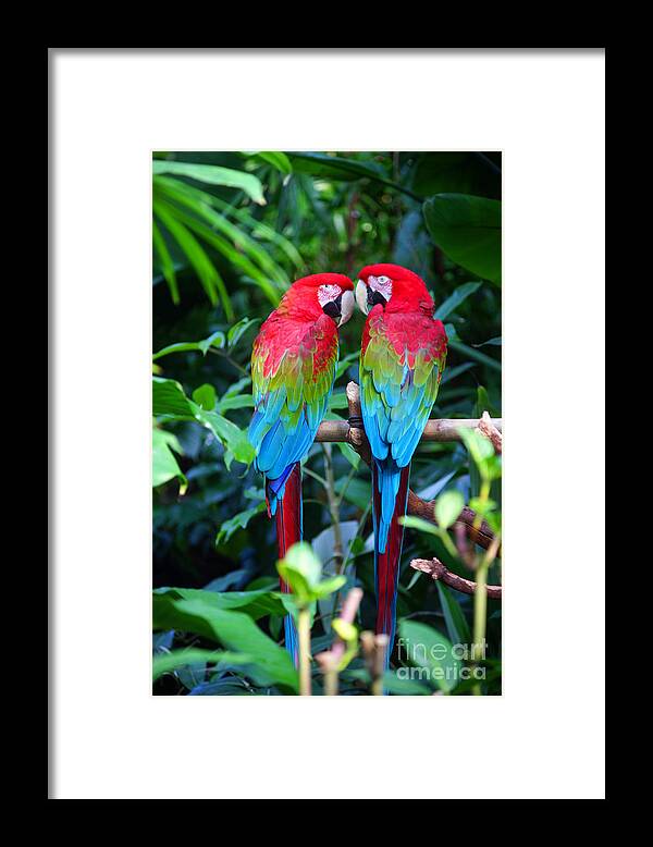 Parrots Framed Print featuring the photograph Two Parrots by Randy Harris