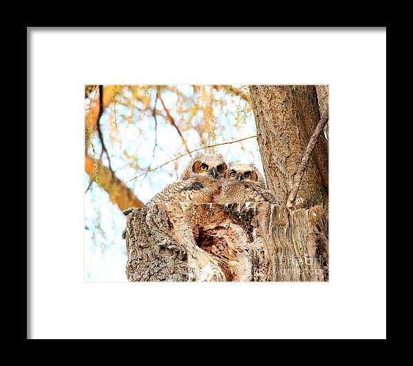 Owl Framed Print featuring the photograph Two peas in a pod by Heather King