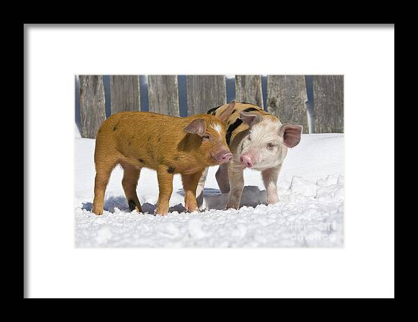 Piglet Framed Print featuring the photograph Two Piglets by Jean-Louis Klein & Marie-Luce Hubert