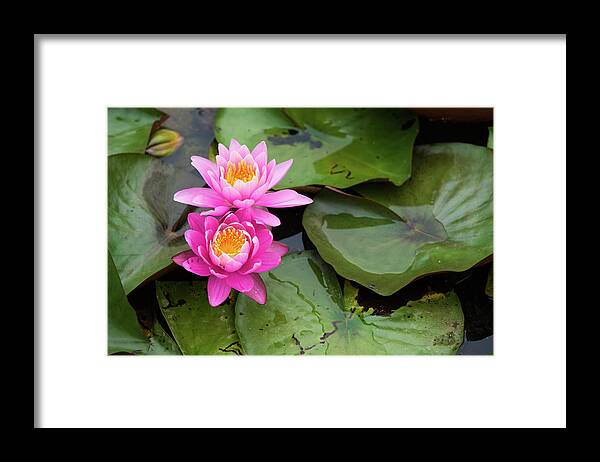 Bloom Framed Print featuring the photograph Two Pink Lilies by Dennis Dame