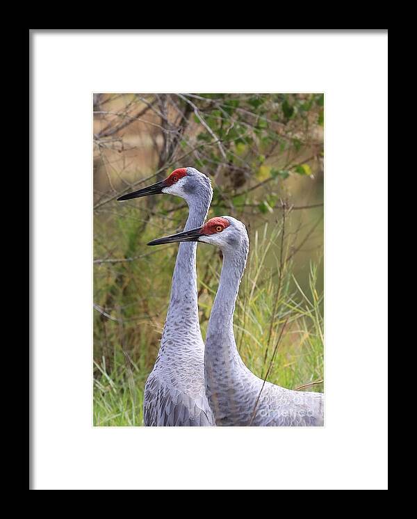 Sandhill Cranes Framed Print featuring the photograph Two Sandhills in Green by Carol Groenen