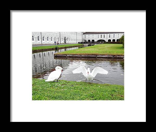 Swan Framed Print featuring the photograph Two Swans by Pema Hou