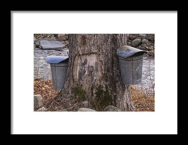 Maple Trees Framed Print featuring the photograph Two Syrup Buckets by Tom Singleton